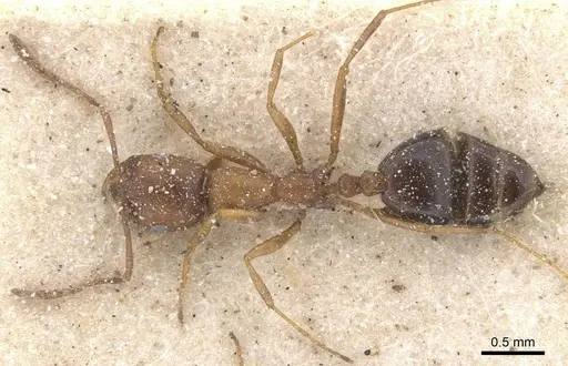 Monomorium ocellatum specimen CASENT0913826 image casent0913826_1