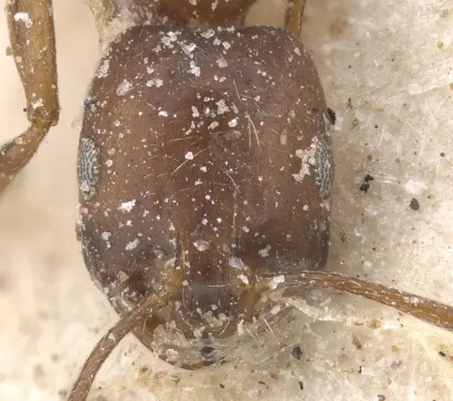 Monomorium ocellatum specimen CASENT0913826 image casent0913826_2