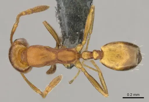 Monomorium opacior specimen CASENT0258423 image casent0258423_1
