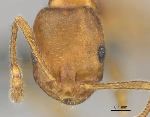 Monomorium opacior specimen CASENT0258423 image casent0258423_2