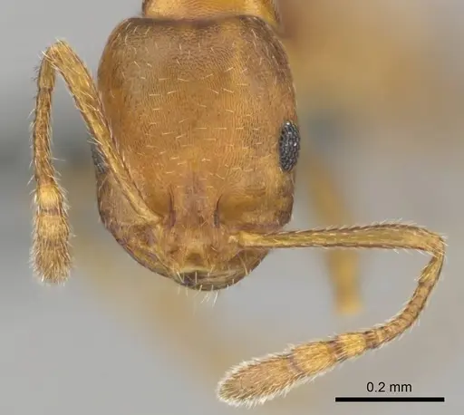 Monomorium opacior specimen CASENT0258423 image casent0258423_3