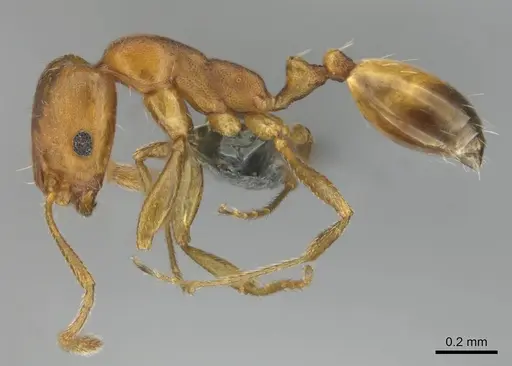 Monomorium opacior specimen CASENT0258423 image casent0258423_4