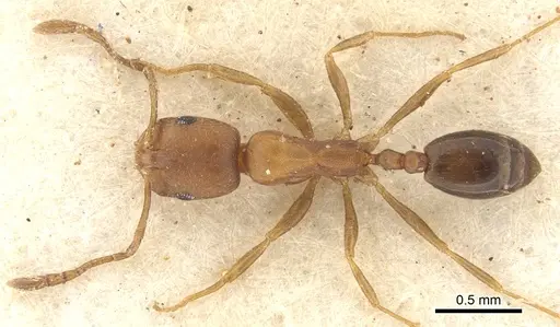 Monomorium opacior specimen CASENT0902215 image casent0902215_1