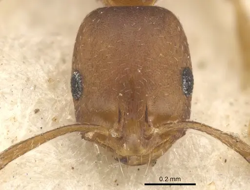 Monomorium opacior specimen CASENT0902215 image casent0902215_2