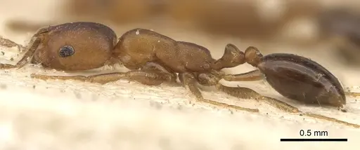 Monomorium opacior specimen CASENT0902215 image casent0902215_3