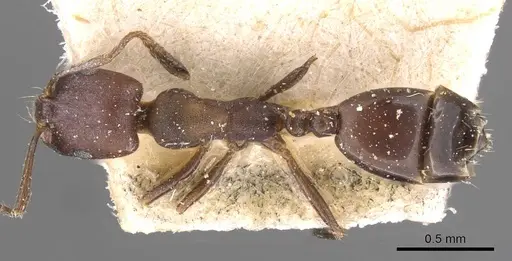Monomorium opacior specimen CASENT0908742 image casent0908742_1