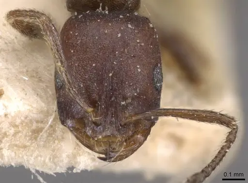 Monomorium opacior specimen CASENT0908742 image casent0908742_2