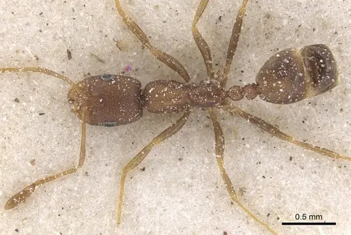 Monomorium opacior specimen CASENT0913827 image casent0913827_1