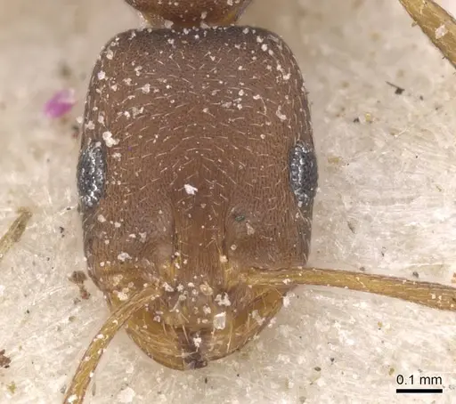 Monomorium opacior specimen CASENT0913827 image casent0913827_2