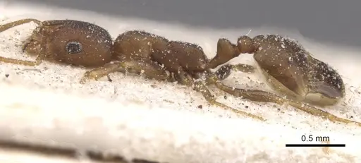 Monomorium opacior specimen CASENT0913827 image casent0913827_3
