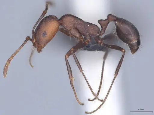 Monomorium opacum specimen CASENT0066810 image casent0066810_1