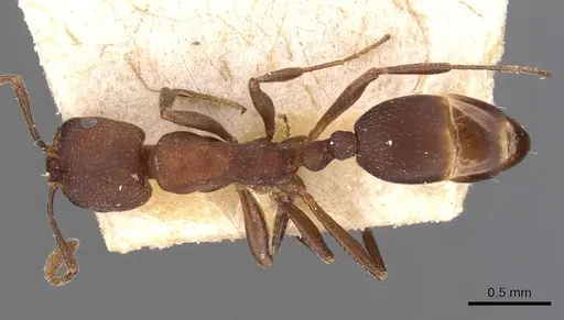 Monomorium opacum specimen CASENT0908734 image casent0908734_1