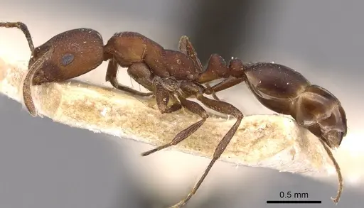 Monomorium opacum specimen CASENT0908734 image casent0908734_3