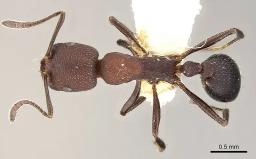 Monomorium opacum specimen CASENT0914161 image casent0914161_1