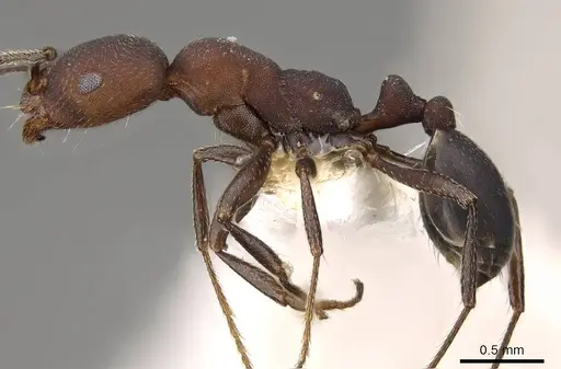 Monomorium opacum specimen CASENT0914161 image casent0914161_3
