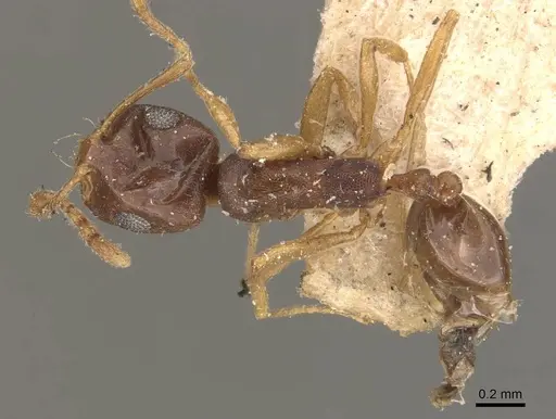 Monomorium ophthalmicum specimen CASENT0908711 image casent0908711_1