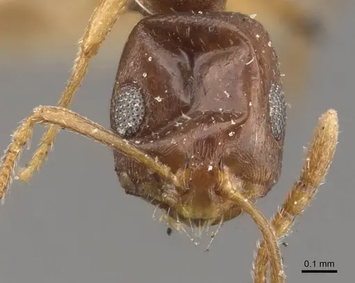 Monomorium ophthalmicum specimen CASENT0908711 image casent0908711_2