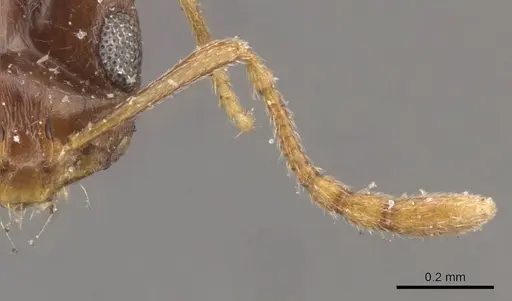 Monomorium ophthalmicum specimen CASENT0908711 image casent0908711_3