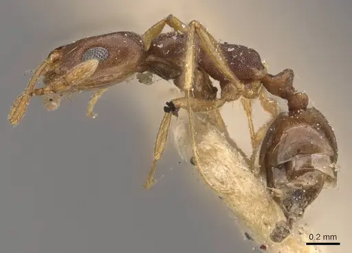 Monomorium ophthalmicum specimen CASENT0908711 image casent0908711_4