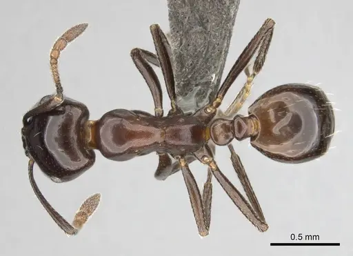 Monomorium orangiae specimen CASENT0257557 image casent0257557_1