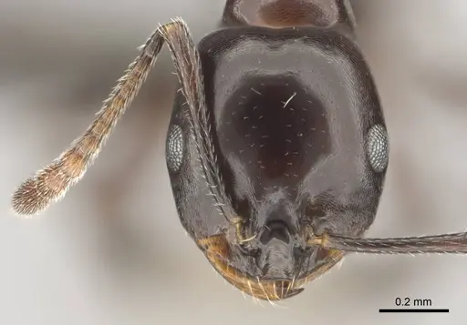 Monomorium orangiae specimen CASENT0257557 image casent0257557_2