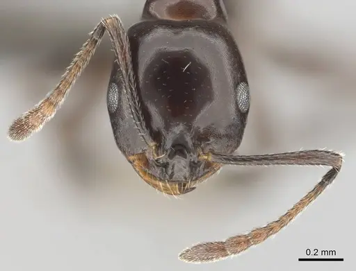 Monomorium orangiae specimen CASENT0257557 image casent0257557_3