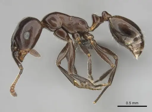 Monomorium orangiae specimen CASENT0257557 image casent0257557_4
