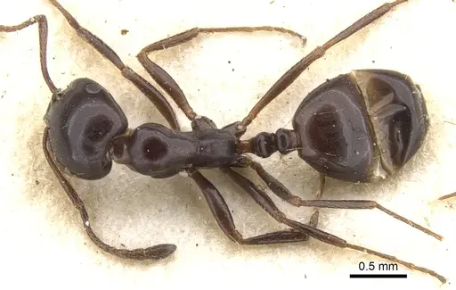 Monomorium orangiae specimen CASENT0902204 image casent0902204_1