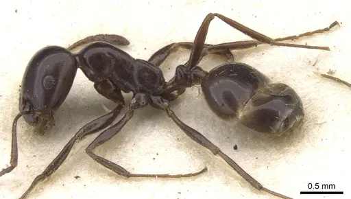 Monomorium orangiae specimen CASENT0902204 image casent0902204_3