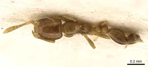 Monomorium orientale specimen CASENT0914393 image casent0914393_1