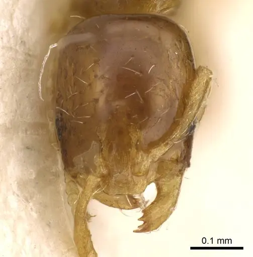 Monomorium orientale specimen CASENT0914393 image casent0914393_2
