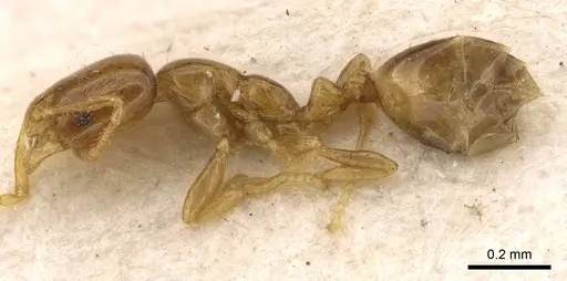 Monomorium orientale specimen CASENT0914393 image casent0914393_3