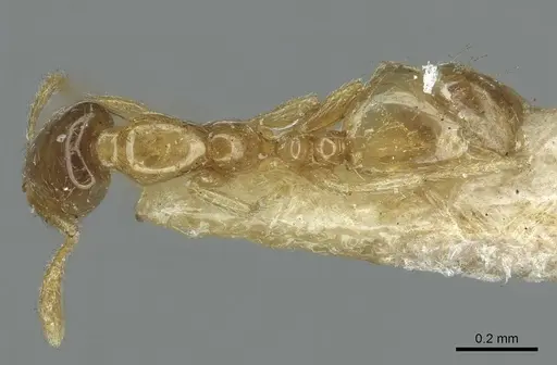 Monomorium orientale specimen CASENT0916010 image casent0916010_1