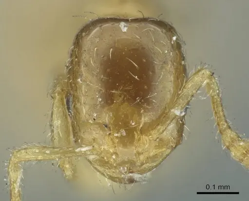 Monomorium orientale specimen CASENT0916010 image casent0916010_2