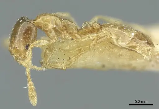 Monomorium orientale specimen CASENT0916010 image casent0916010_3