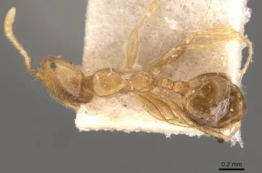 Monomorium pallidipes specimen CASENT0908702 image casent0908702_1