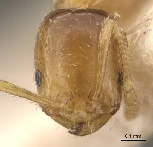 Monomorium pallidipes specimen CASENT0908702 image casent0908702_2