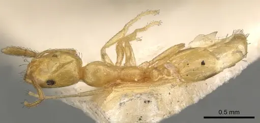 Monomorium pallidum specimen CASENT0902219 image casent0902219_1