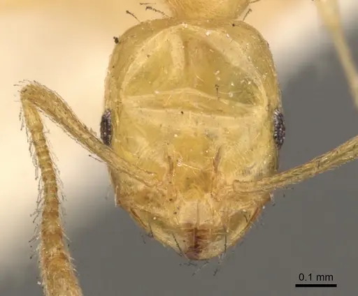 Monomorium pallidum specimen CASENT0902219 image casent0902219_2
