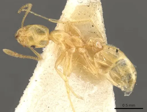 Monomorium pallidum specimen CASENT0902219 image casent0902219_3