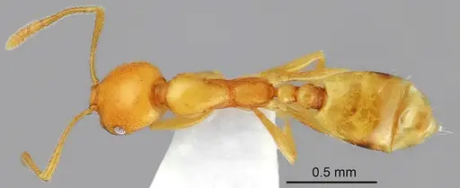 Monomorium pallidum specimen LBC-IR00135 image lbc-ir00135_1