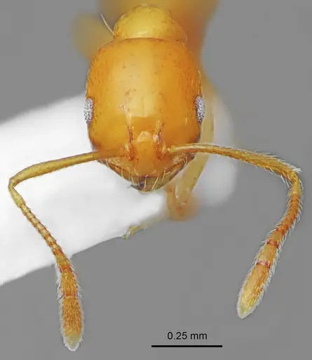 Monomorium pallidum specimen LBC-IR00135 image lbc-ir00135_2