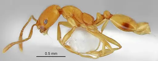 Monomorium pallidum specimen LBC-IR00135 image lbc-ir00135_3