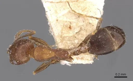 Monomorium parvinode specimen CASENT0908735 image casent0908735_1