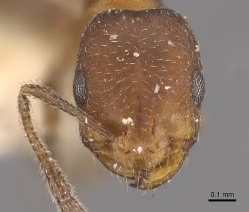 Monomorium parvinode specimen CASENT0908735 image casent0908735_2