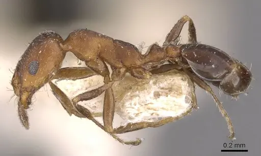 Monomorium parvinode specimen CASENT0908735 image casent0908735_3