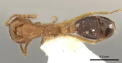 Monomorium parvinode specimen CASENT0914311 image casent0914311_1