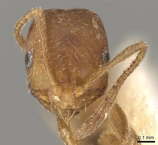 Monomorium parvinode specimen CASENT0914311 image casent0914311_2