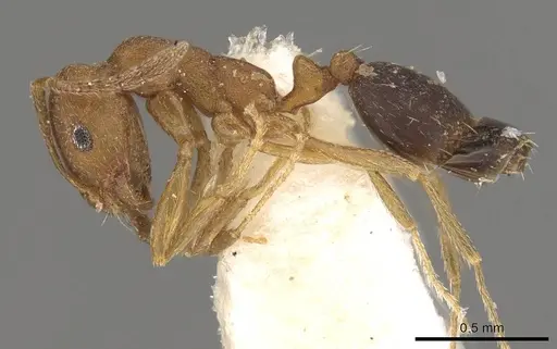 Monomorium parvinode specimen CASENT0914311 image casent0914311_3