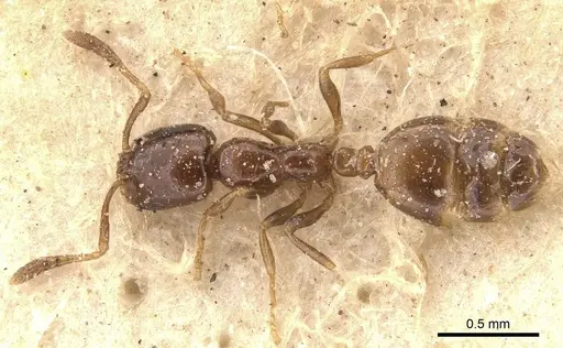 Monomorium paternum specimen CASENT0908710 image casent0908710_1